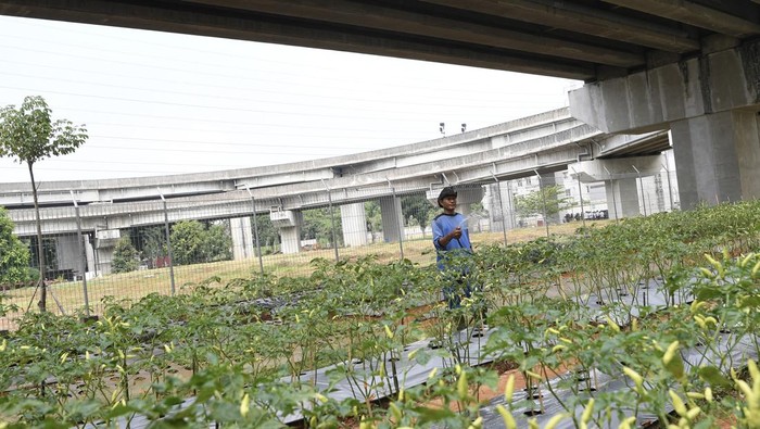 Memanfaatkan Lahan Terbatas di Jakarta buat Ditanami Cabai hingga Tomat Petugas yang tergabung dalam Kelompok Tani (Poktan) LRT Jakarta menyirami tanaman sayur di Area Depo LRT Jakarta, Pegangsaan Dua, Kelapa Gading, Jakarta Utara, Rabu (8/5/2024). LRT Jakarta memanfaatkan lahan hijau seluas 4.590 meter persegi untuk pembudidayaan beragam tanaman seperti cabai, tomat, kangkung, pisang yang juga sebagai penunjang ketahanan pangan. ANTARA FOTO/M Risyal Hidayat/nym.
