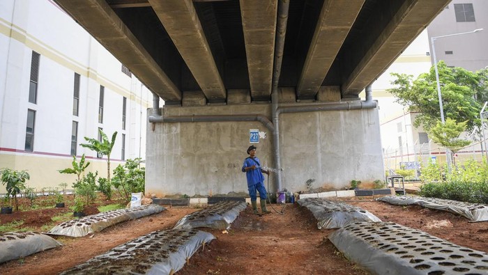 Petugas yang tergabung dalam Kelompok Tani (Poktan) LRT Jakarta menyirami tanaman sayur di Area Depo LRT Jakarta, Pegangsaan Dua, Kelapa Gading, Jakarta Utara, Rabu (8/5/2024). LRT Jakarta memanfaatkan lahan hijau seluas 4.590 meter persegi untuk pembudidayaan beragam tanaman seperti cabai, tomat, kangkung, pisang yang juga sebagai penunjang ketahanan pangan. ANTARA FOTO/M Risyal Hidayat/nym.