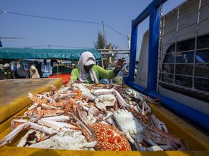 Permintaan AS & Eropa Turun, Harga Rajungan Anjlok ke Rp 50 Ribu/Kg