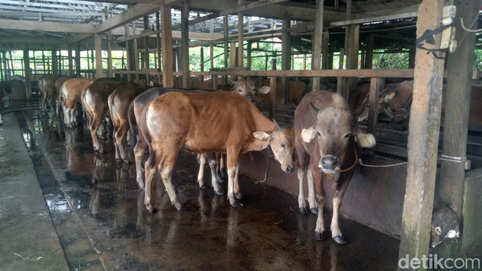 Peternakan Rujito di Palembang