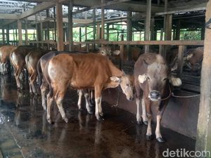 Peternak Palembang Siapkan Ratusan Ekor Sapi Jelang Idul Adha