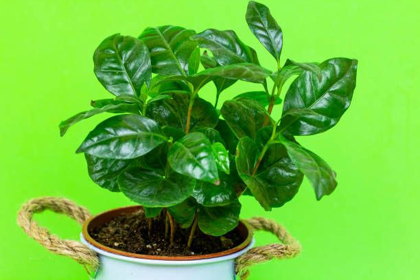Tanaman Kopi (Coffee Arabica).