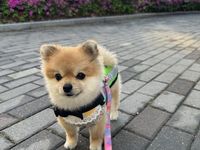 hodu-anjing-lucu-yang-berpatroli-di-seoul-korea-selatan_43.jpeg?w\u003d1200