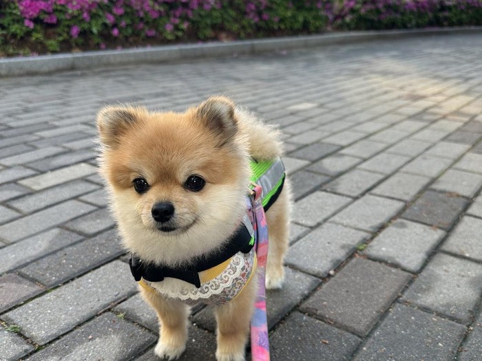 Hodu, anjing lucu yang berpatroli di Seoul, Korea Selatan
