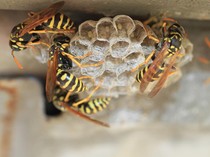 5 Perbedaan Tawon dan Lebah yang Jarang Diketahui, Lebih Sakit Mana Sengatannya?