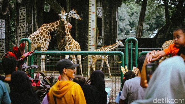 Libur Panjang, Taman Margasatwa Ragunan Ramai Pengunjung