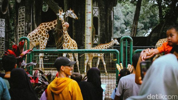 Taman Margasatwa Ragunan ramai dikunjungi warga pada libur akhir pekan hari ini. Warga memanfaatkan momen libur panjang hari ini.