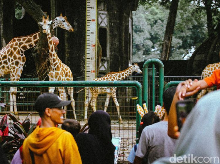 Libur Panjang, Taman Margasatwa Ragunan Ramai Pengunjung