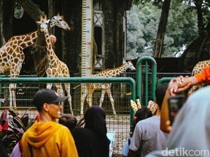 Libur Maulid Nabi 16 September 2024 Ragunan-TMII Tetap Buka, Cek Infonya