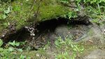 Penampakan Mata Air Unik bak Kelopak Mata di Hutan Angker Gunungkidul