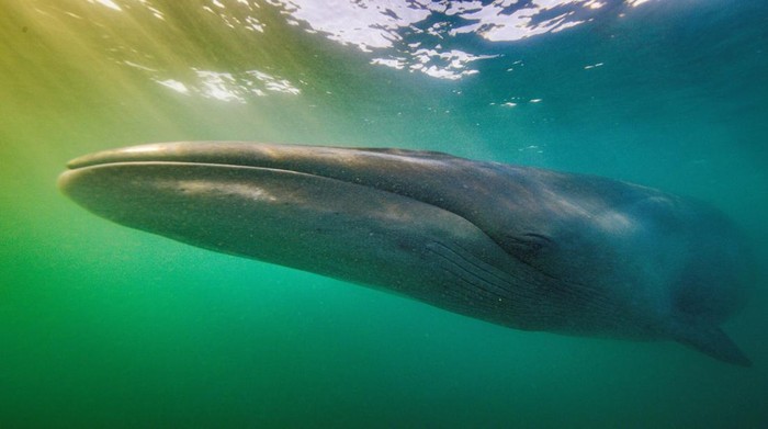 A Sei whale is pictured after scientists identified the endangered species on Argentina's Patagonia coast for a first time since 1929, in the San Jorge Gulf, Chubut province, Argentina April 14, 2024, in this screengrab taken from video. Cristian Dimitrius/Jumara Films/Handout via REUTERS ATTENTION EDITORS - THIS IMAGE HAS BEEN SUPPLIED BY A THIRD PARTY NO RESALES. NO ARCHIVES MANDATORY CREDIT