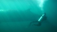 Menurut National Oceanic and Atmospheric Administration, Paus Sei bisa bergerak hingga kecepatan 54 km per jam. Mereka juga bisa makan hingga 900 kg dalam sehari.