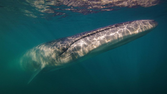 A Sei whale is pictured after scientists identified the endangered species on Argentina's Patagonia coast for a first time since 1929, in the San Jorge Gulf, Chubut province, Argentina April 14, 2024, in this screengrab taken from video. Cristian Dimitrius/Jumara Films/Handout via REUTERS ATTENTION EDITORS - THIS IMAGE HAS BEEN SUPPLIED BY A THIRD PARTY NO RESALES. NO ARCHIVES MANDATORY CREDIT