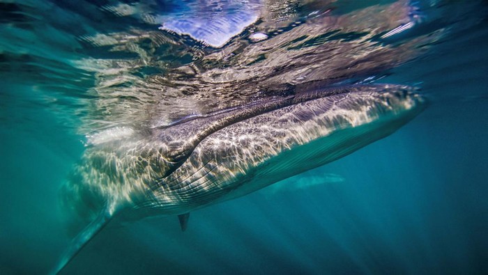 A Sei whale is pictured after scientists identified the endangered species on Argentina's Patagonia coast for a first time since 1929, in the San Jorge Gulf, Chubut province, Argentina April 14, 2024, in this screengrab taken from video. Cristian Dimitrius/Jumara Films/Handout via REUTERS ATTENTION EDITORS - THIS IMAGE HAS BEEN SUPPLIED BY A THIRD PARTY NO RESALES. NO ARCHIVES MANDATORY CREDIT