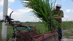 Pencari Rumput di Lamongan Akhirnya Berangkat Haji Usai Nabung 13 Tahun