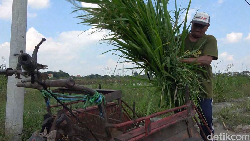 Penantian Panjang Pencari Rumput Lamongan Akhirnya Berangkat Haji