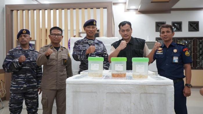 Petugas TNI AL dan KKP mengamankan 52 boks benih lobster di perairan Jambi.