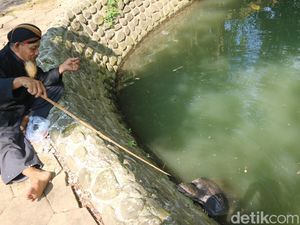Penampakan Bulus Konon Jelmaan Murid Sunan Bonang di Sendang Sani Pati