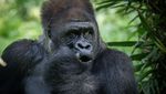 Gorila di Kebun Binatang Ragunan Rayakan Ultah ke-29