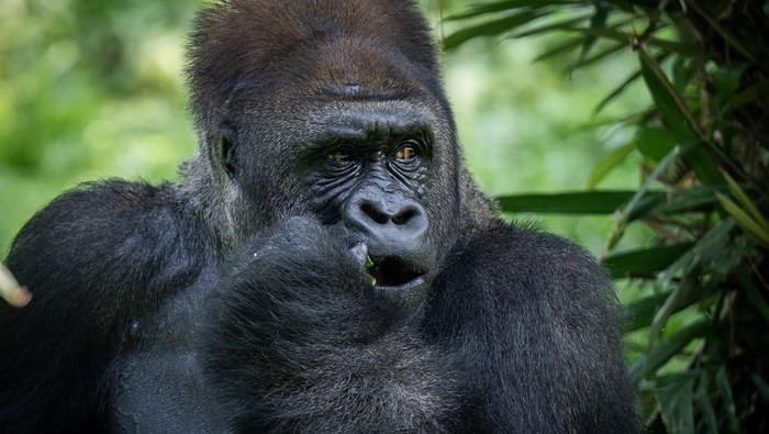 Margasatwa Ragunan rayakan ulang tahun Gorila Sejumlah pengunjung menyaksikan seekor Gorila dataran rendah (Gorila beringei graueri) bernama Kombu bermain saat perayaan ulang tahun ke-29 di Pusat Primata Schmutzer, Taman Margasatwa Ragunan, Jakarta, Minggu (12/5/2024). Perayaan ulang tahun dua ekor gorila bernama Kumbo dan Kihi tersebut selain untuk menghibur, juga sebagai bagian edukasi kepada pengunjung untuk menyayangi dan perduli terhadap satwa liar. ANTARA FOTO/Bayu Pratama S/Spt.