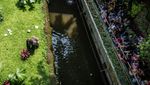 Gorila di Kebun Binatang Ragunan Rayakan Ultah ke-29