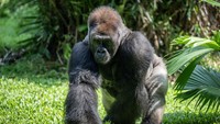 Gorila di Kebun Binatang Ragunan Rayakan Ultah ke-29