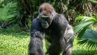 Seekor Gorila dataran rendah (Gorila beringei graueri) bernama Kombu bermain saat perayaan ulang tahun ke-29 di Pusat Primata Schmutzer, Taman Margasatwa Ragunan, Jakarta, Minggu (12/5/2024).