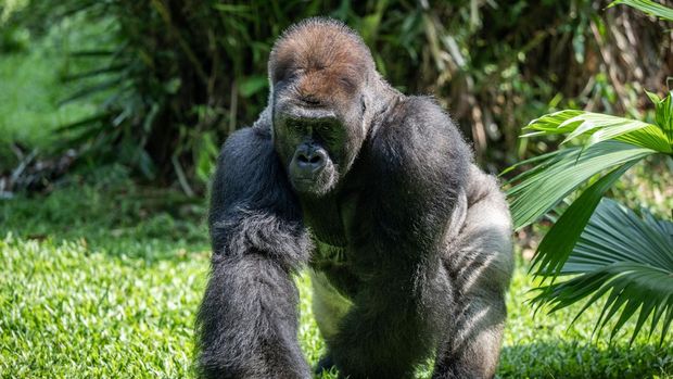 Sejumlah pengunjung menyaksikan seekor Gorila dataran rendah (Gorila beringei graueri) bernama Kombu bermain saat perayaan ulang tahun ke-29 di Pusat Primata Schmutzer, Taman Margasatwa Ragunan, Jakarta, Minggu (12/5/2024). Perayaan ulang tahun dua ekor gorila bernama Kumbo dan Kihi tersebut selain untuk menghibur, juga sebagai bagian edukasi kepada pengunjung untuk menyayangi dan perduli terhadap satwa liar. ANTARA FOTO/Bayu Pratama S/Spt.