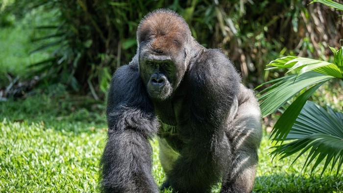 Margasatwa Ragunan rayakan ulang tahun Gorila Sejumlah pengunjung menyaksikan seekor Gorila dataran rendah (Gorila beringei graueri) bernama Kombu bermain saat perayaan ulang tahun ke-29 di Pusat Primata Schmutzer, Taman Margasatwa Ragunan, Jakarta, Minggu (12/5/2024). Perayaan ulang tahun dua ekor gorila bernama Kumbo dan Kihi tersebut selain untuk menghibur, juga sebagai bagian edukasi kepada pengunjung untuk menyayangi dan perduli terhadap satwa liar. ANTARA FOTO/Bayu Pratama S/Spt.