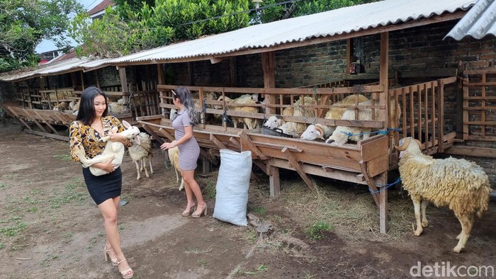 Penjual kambing kurban di Godegan RT 10, Tamantirto, Kasihan, Kabupaten Bantul, yang menggunakan jasa sales promotion girl (SPG), Minggu (12/5/2024).
