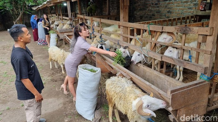 Penjual kambing kurban di Godegan RT 10, Tamantirto, Kasihan, Kabupaten Bantul, yang menggunakan jasa sales promotion girl (SPG), Minggu (12/5/2024).