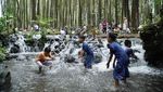 Potensi Wisata Hutan Pinus di Lumajang