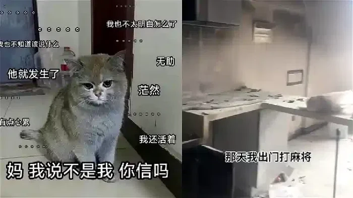 Seekor kucing bernama Jingoudiao tidak sengaja menimbulkan kebakaran sehingga pemiliknya rugi CNY 100.000 atau sekitar Rp 226 juta.