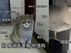 Nih! Si Kucing Pembakar yang Bikin Majikannya Rugi Rp 226 Juta!