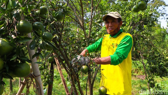 Wisata petik jeruk di Ponorogo