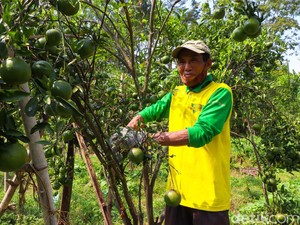 Serunya Petik Jeruk Langsung dari Pohonnya di Ponorogo