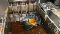 Topi salah satu karyawan di restoran ini tak sengaja masuk ke dalam penggorengan yang tampak kotor dengan warna minyak pekat. Foto: Pool/Site