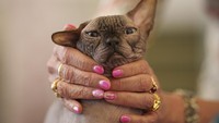 Sekitar 200 kucing dari 50 ras berpartisipasi dalam sebuah kontes kecantikan kucing ini.
