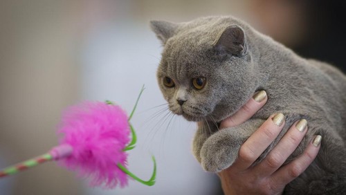 Sebuah kontes kecantikan kucing digelar di Bucharest, Romania. Kontes ini diikuti sekitar 200 kucing.