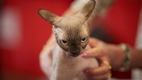 Kontes kecantikan kucing ini berlangsung selama dua hari di Romania.