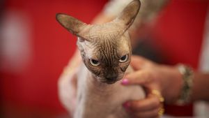Ekspresi Menggemaskan Kucing di Kontes Kecantikan