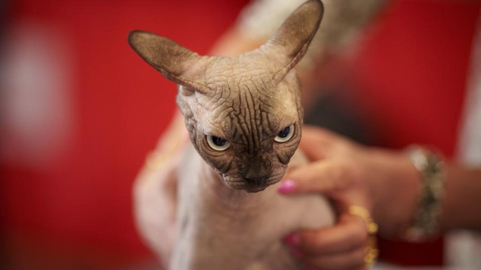 Ekspresi Menggemaskan Kucing di Kontes Kecantikan Sebuah kontes kecantikan kucing digelar di Bucharest, Romania. Kontes ini diikuti sekitar 200 kucing.