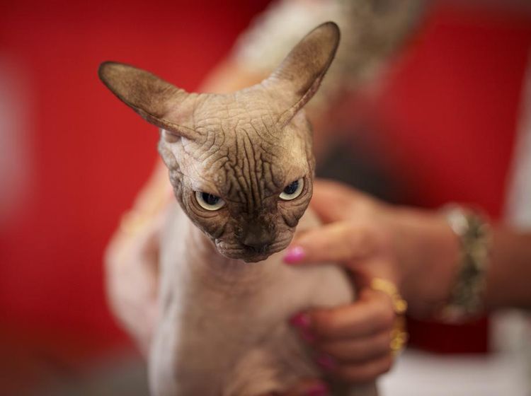 Ekspresi Menggemaskan Kucing di Kontes Kecantikan
