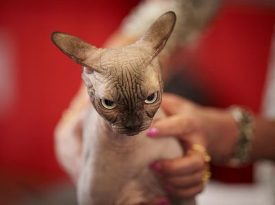 Ekspresi Menggemaskan Kucing di Kontes Kecantikan