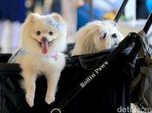 Italia Terapkan Pajak Turis untuk Anjing Peliharaan, Berlaku Mulai 2026