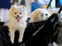 Italia Terapkan Pajak Turis untuk Anjing Peliharaan, Berlaku Mulai 2026