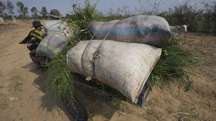 Kala Petani Kamboja Kesusahan Cari Rumput Akibat Musim Kemarau Petani setempat di Kamboja kesulitan mencari rumput untuk makan sapi mereka. Hal itu dikarenakan adanya musim kemarau.