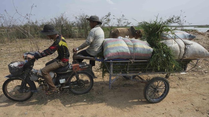 Petani setempat di Kamboja kesulitan mencari rumput untuk makan sapi mereka. Hal itu dikarenakan adanya musim kemarau.