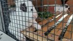 Kafe Koneng: Fasadnya Modern, Konsepnya Jadul, dan Ada Mini Zoo