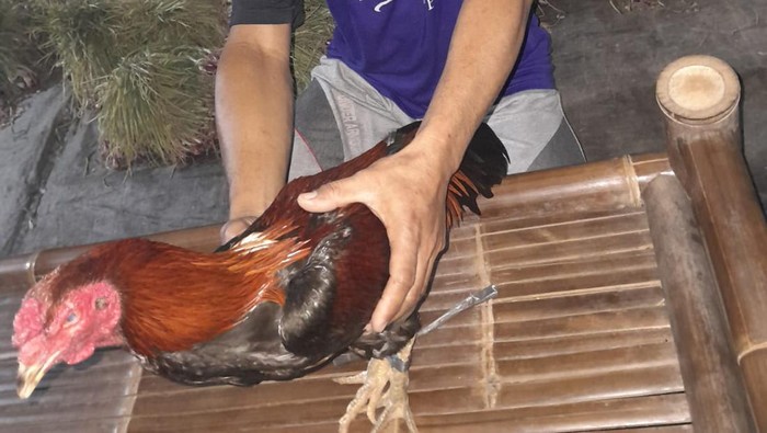 Penampakan seekor ayam jago yang nyaris dicuri di Besole, Srandakan, Bantul, pada Minggu (12/5/2024).